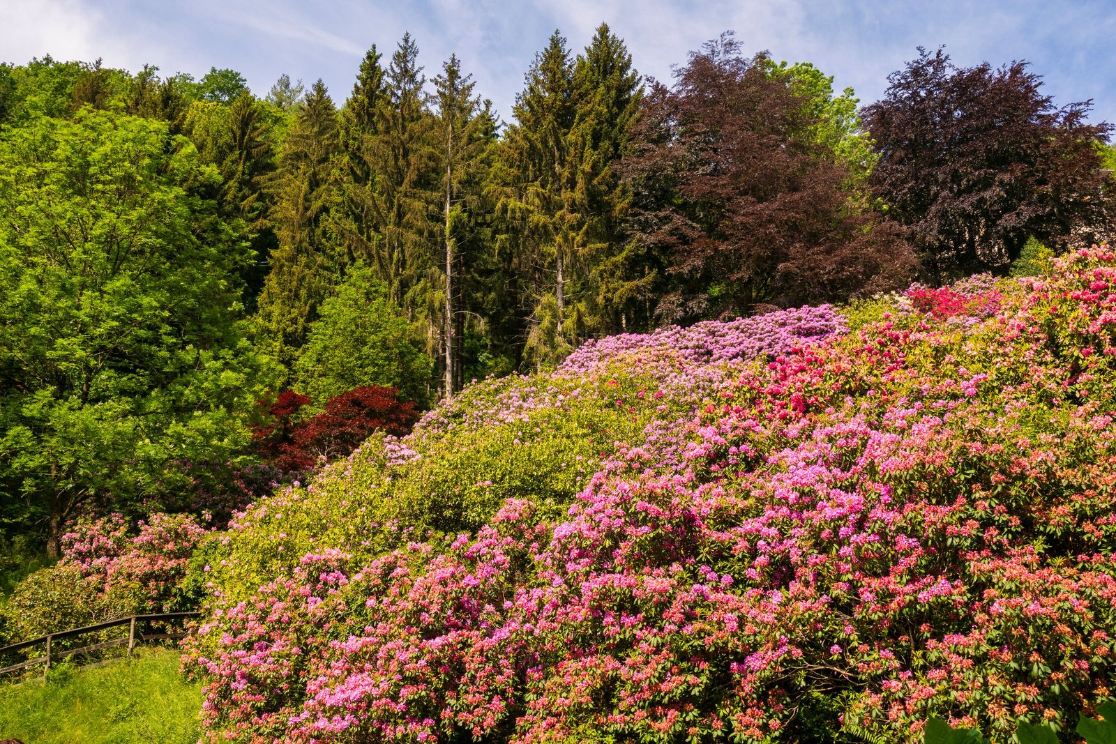 Pink rhododendron in bloom in a mountain garden